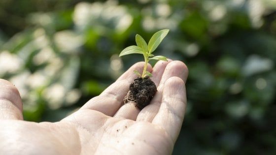 Agricoltura biodinamica italiana: il mercato estero cresce del 14% nel 2020