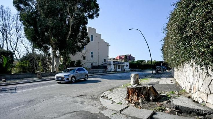Napoli, via Boccaccio: al posto dei pini 84 lecci, sarà la prima strada di Posillipo riqualificata