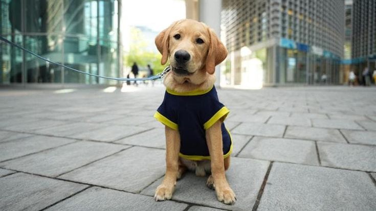 Lista d’attesa per i cani guida: 130 non vedenti ne aspettano uno. Appello per i “puppy walker”