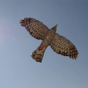Animale a chi: Un falco gonfiabile  allontana piccioni e storni 