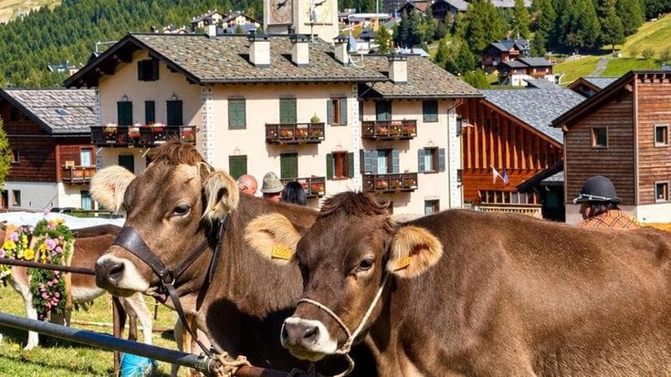 Poca acqua in alta quota, così anche i formaggi lombardi pagano la crisi climatica