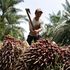 Olio di palma, l'Indonesia blocca l'export e i prezzi schizzano ai massimi. Allarme anche in Italia