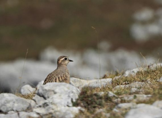 Cilento, le prime straordinarie foto del piviere tortolino sul monte Cervati 