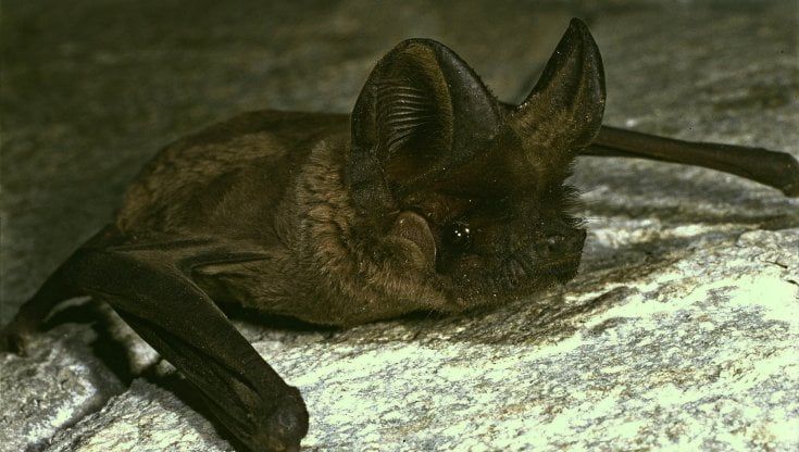 Basta uno smartphone per registrare i segnali dei pipistrelli