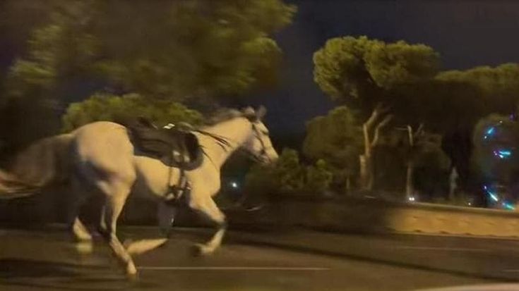 Cavalli in fuga, quattro vigili sospesi. “In caso di insulti reagirebbero male”