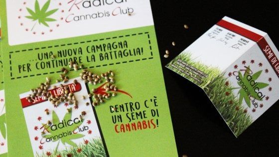 I Radicali rilanciano la battaglia antiproibizionista: "Un seme di cannabis in regalo"
