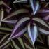 Tradescantia zebrina: coltivazione, cura e annaffiatura