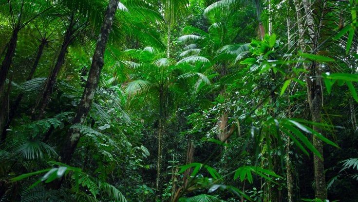 Carbon Angels investe in Carbon Credits Consulting
