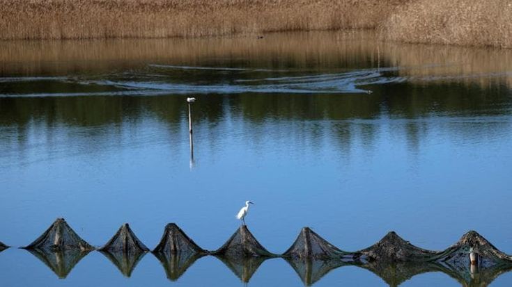 Albania. Gli uccelli della laguna di Vain