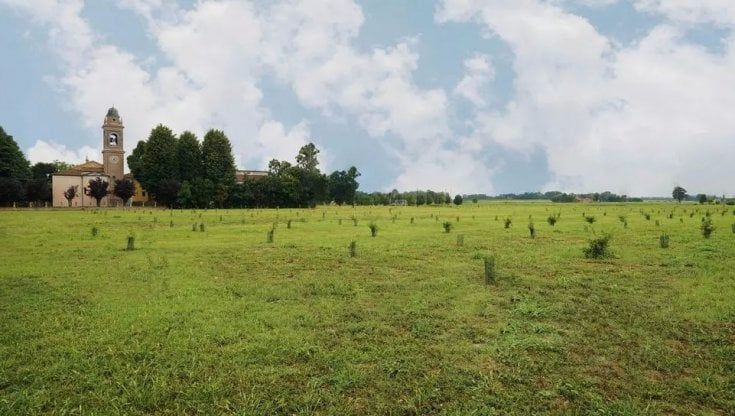Ambiente, Mutti lancia Il bosco diffuso a Milano 