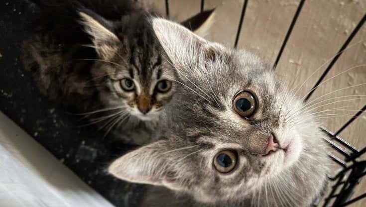 Le detenute diventano gattare: a Taranto le donne in carcere curano con la Lav i 90 mici della colonia felina. "Un'idea da esportare in tutta Italia"