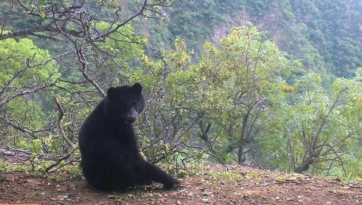 In Bolivia grazie alle api si protegge l’orso delle Ande