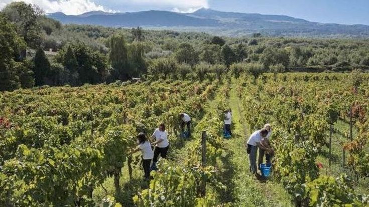 La raccolta sull’Etna: magie e fascino del vulcano