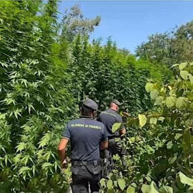 Cannabis light, tutti i ministri in aula per il voto che la mette fuori legge