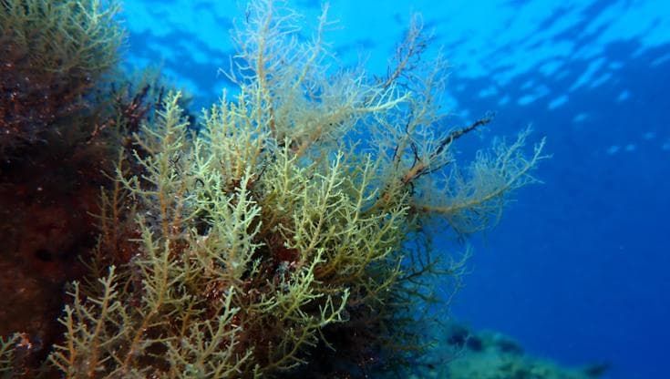Tra le foreste sommerse delle Eolie per capire come le alghe rispondono alla crisi