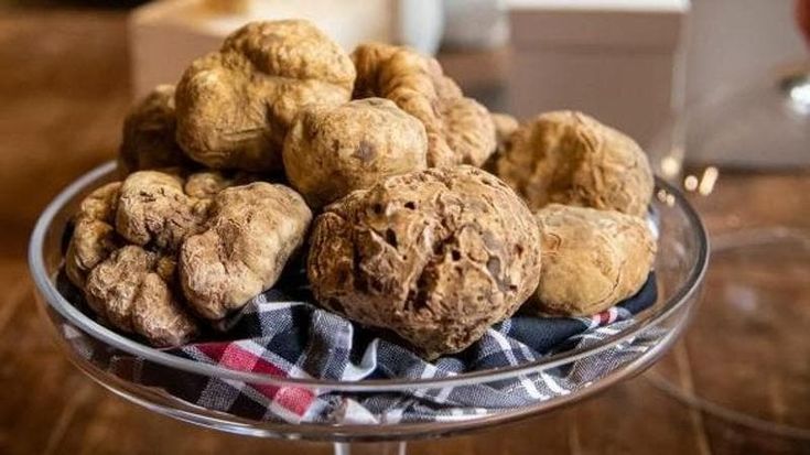 Alba’s white truffle fair showcases the riches of the Langhe