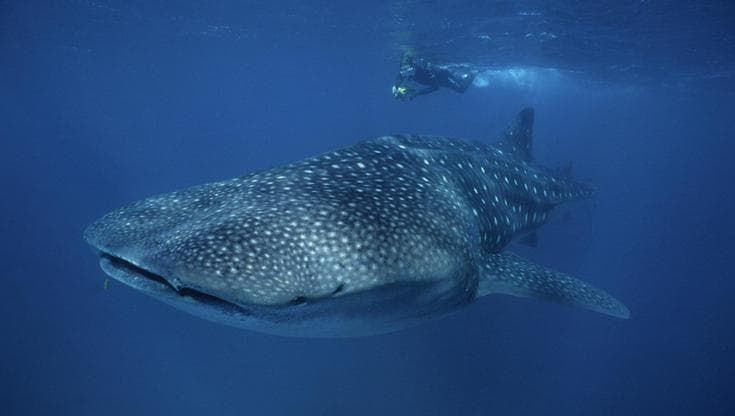 L’impatto della chiusura dello Stretto di Hormuz sugli squali balena