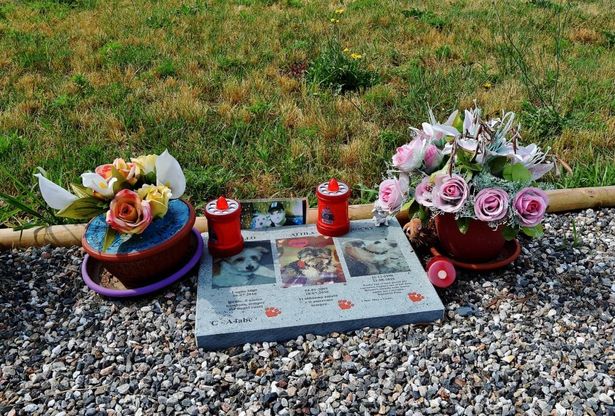 Milano, nel cimitero degli animali partite le cremazioni: lì Neruda ricorda Vodka e Liquirizia