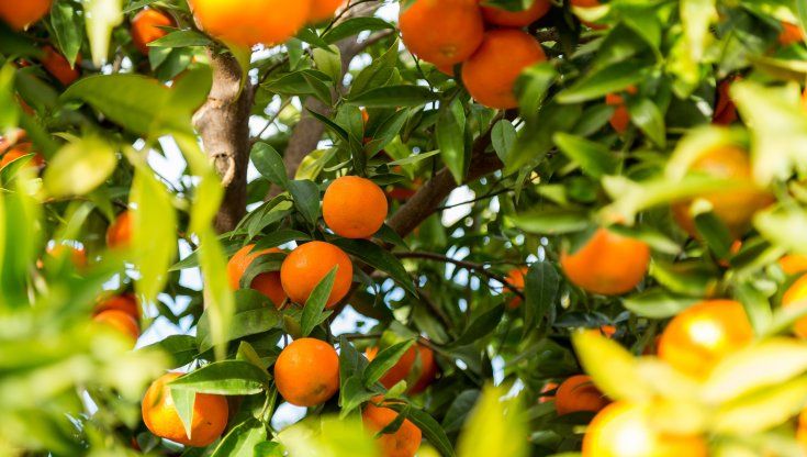 Vi piacciono le Clementine? Potrete mangiarle anche a inizio primavera
