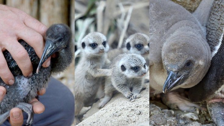 Al Parco delle Cornelle sono nati cuccioli di ibis eremita, pinguino di humboldt e suricati: un concorso per il nome