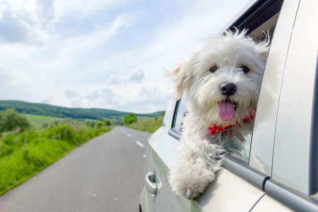 Dieta vegana per cani e gatti bocciata dagli italiani
