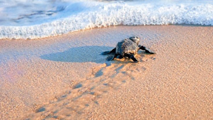 L'anno d'oro delle tartarughe marine: boom di nidi e neonate in Italia