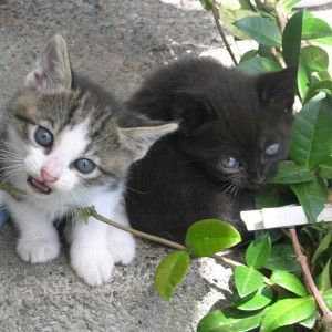 Preso killer di gatti: trovava i mici in rete, poi li uccideva e mandava foto su WhatsApp
