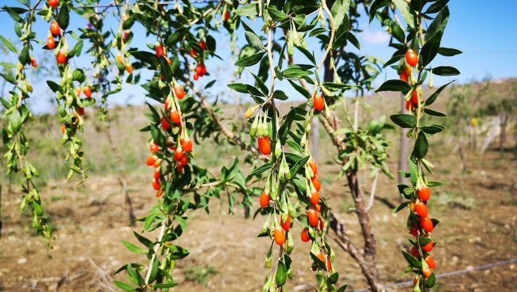 Collesano, il Tibet in un barattolo con le bacche di Goji