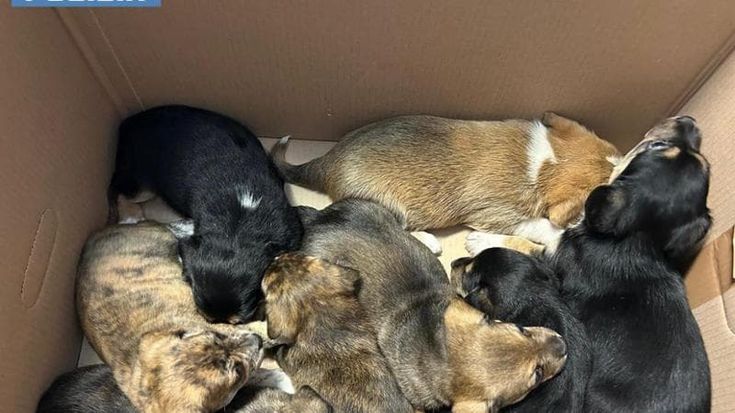 Ammassa otto cuccioli nella busta di plastica: donna denunciata per maltrattamento di animali