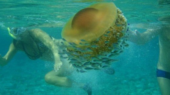 Prepariamoci a convivere con le meduse, ne vedremo molte più del solito