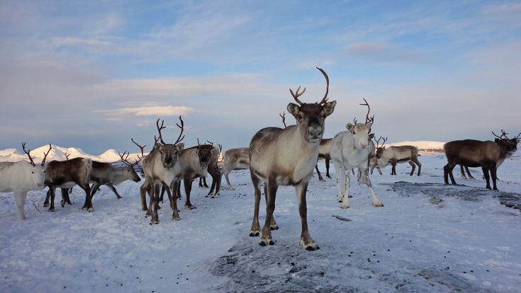 Guerra alle renne simbolo della Lapponia: la Scandinavia punta alle miniere 