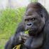 Il gorilla e l'uomo sono più simili del previsto, lo dice cromosoma Y