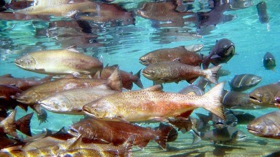 "Fuggiti dalle reti a causa dell'eclissi". Migliaia di salmoni atlantici finiscono nel Pacifico