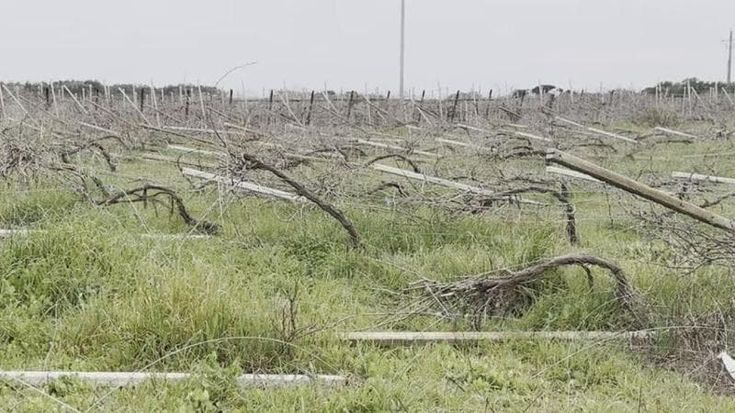 Taranto, emergenza racket nelle campagne: "Ripetuti attentati, ma non cambia mai nulla"