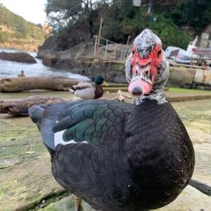 Reginald, l'anatra muta di Portofino, uccisa da un cane senza guinzaglio