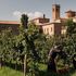 Ora, labora... e produci vino: le storie centenarie dei vigneti delle abbazie