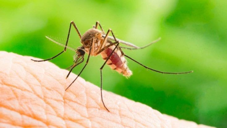 West Nile, prima vittima in Piemonte del virus portato dalle zanzare