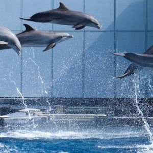 M'illumino di meno, luci spente all'Acquario di Genova