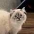 Il cane Bailey torna a casa tosato, la reazione del gatto Coco dice tutto