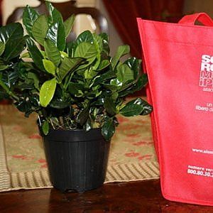 Una gardenia per la sclerosi multipla perchè la natura aiuta