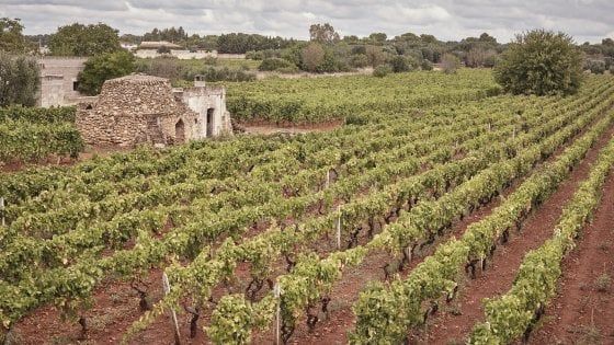 Quei vini del Salento nati da sole, coraggio e sano idealismo