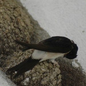 Un "balestruccio" da salvare