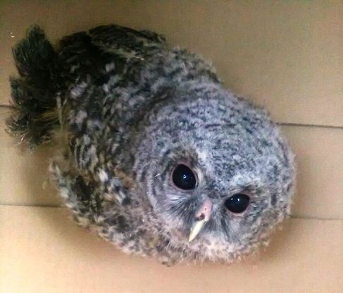 Pelezzano, il salvataggio del piccolo rapace