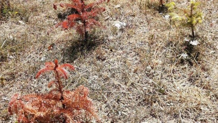 La siccità minaccia la "riserva" degli alberi di Natale in Casentino