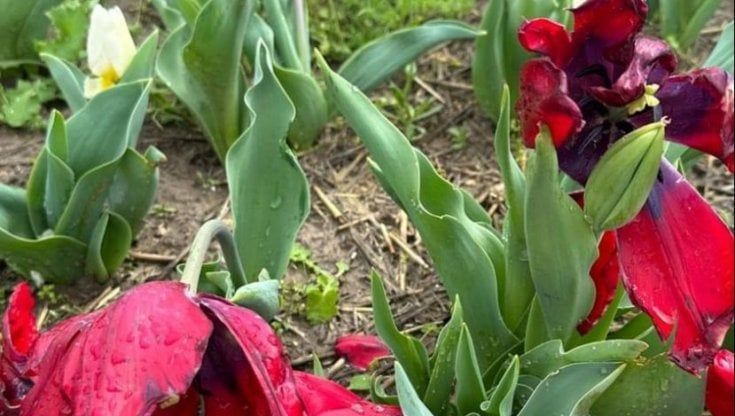 Duemila donazioni per i tulipani distrutti dalla grandine: dopo il video virale del vivaista in lacrime raccolti 28mila euro. Ma c'è chi solleva dubbi