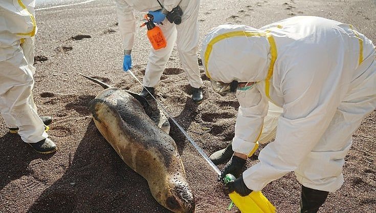Influenza aviaria in aumento in Italia. "Rafforzata la sorveglianza, non toccare animali malati o morti"