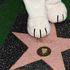 Snoopy entra nella Walk of Fame e ci lascia la zampa 
