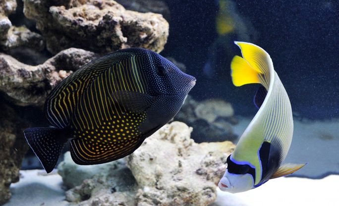 Bioparco, meduse e barracuda: &egrave; la nuova area dei pesci alieni