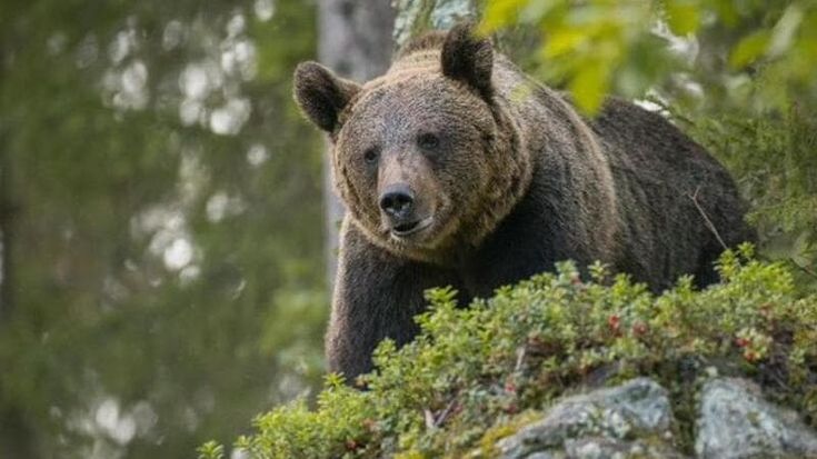 “Spray e campanelle, così qui in Canada abbiamo imparato a convivere con l’orso”