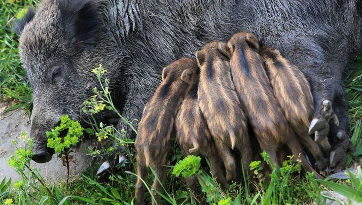 Genova, due famiglie di cinghiali con i piccoli nel letto del Bisagno